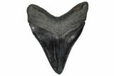 Serrated, Fossil Megalodon Tooth - South Carolina #360775-2